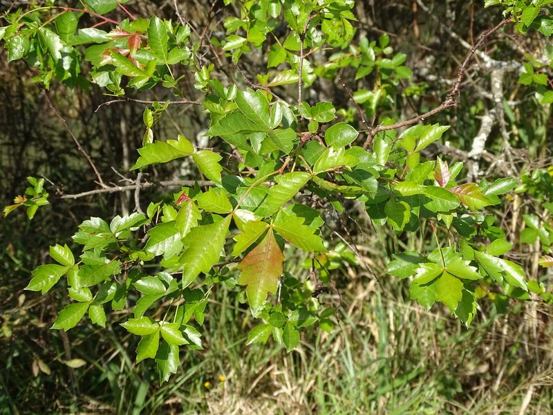 Searsia dentata, photographed by Shaun Swanepoel