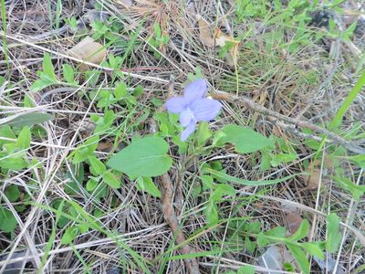 Viola nemoralis, photographed by Силаева Татьяна Борисовна