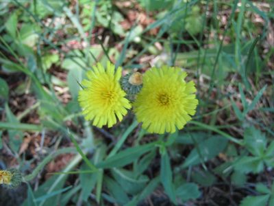Pilosella officinarum, photographed by Zakqary Roy