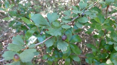 Crataegus monogyna, photographed by Elizabete Marchante