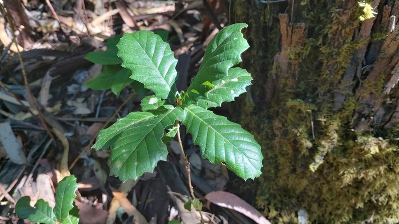 Quercus faginea, photographed by Elizabete Marchante