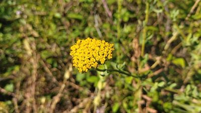 Achillea ageratum
