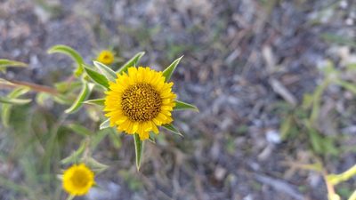 Pallenis spinosa, photographed by Elizabete Marchante