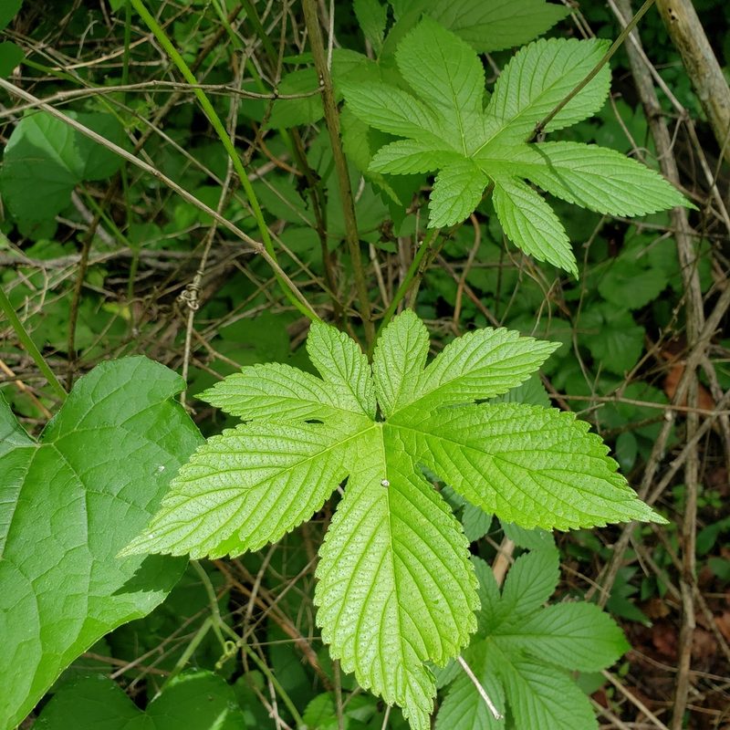 Humulus scandens, photographed by Robert Hoard