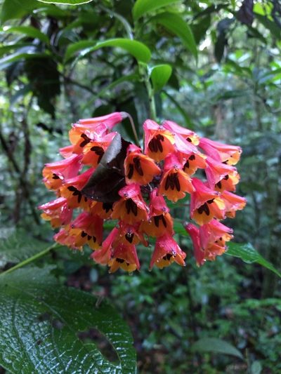 Bomarea acutifolia, photographed by Adrianh M. Orozco
