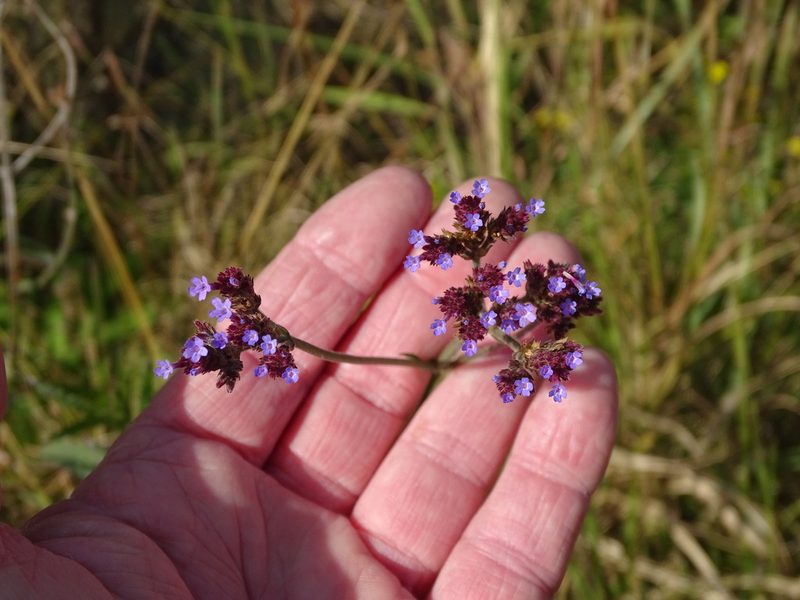 Verbena bonariensis, photographed by Shaun Swanepoel