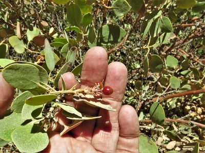 Arctostaphylos patula