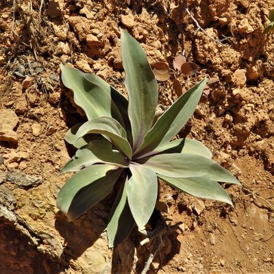 Frasera speciosa