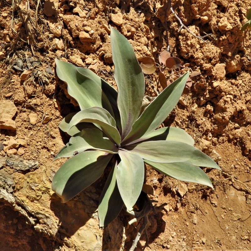 Frasera speciosa, photographed by Annika Lindqvist