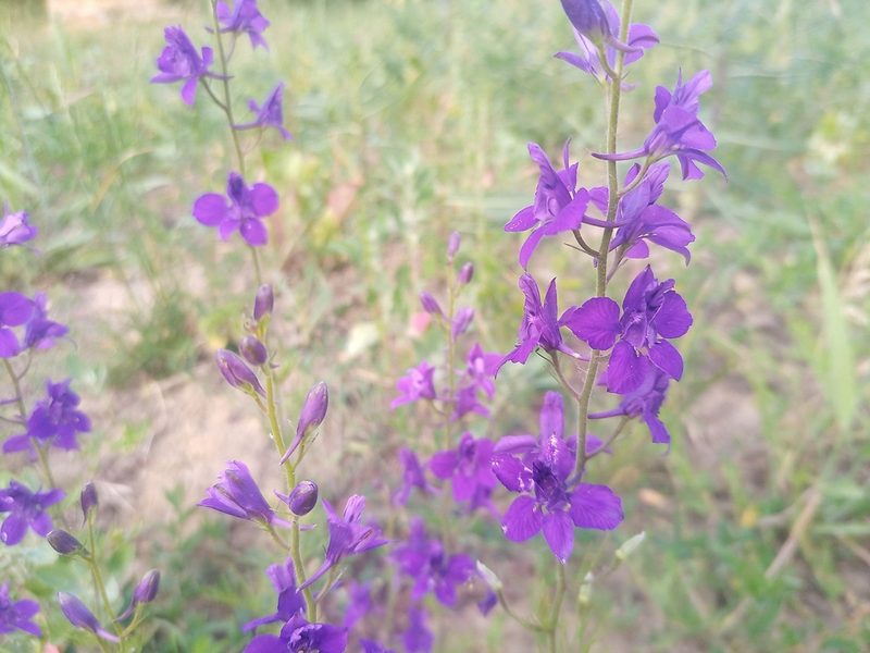 Delphinium ajacis, photographed by Michal Honskus