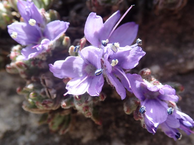 Veronica caespitosa, photographed by John Kenrick Gibson
