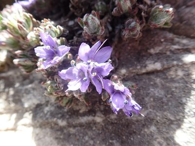 Veronica caespitosa, photographed by John Kenrick Gibson