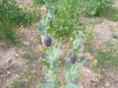 Papaver somniferum, photographed by Michal Honskus