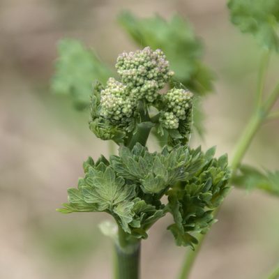 Thalictrum minus, photographed by Иван Шихалев