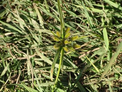 Cyperus cyperoides