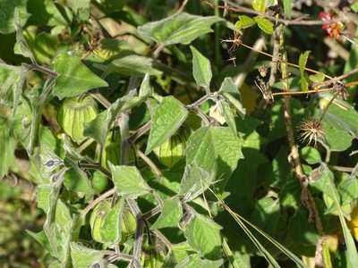 Physalis peruviana, photographed by Shaun Swanepoel