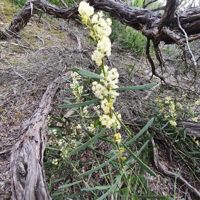 Acacia suaveolens