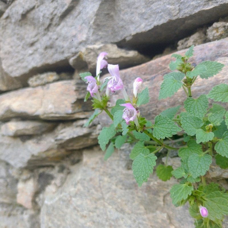 Lamium garganicum, photographed by Sam J. Thomas