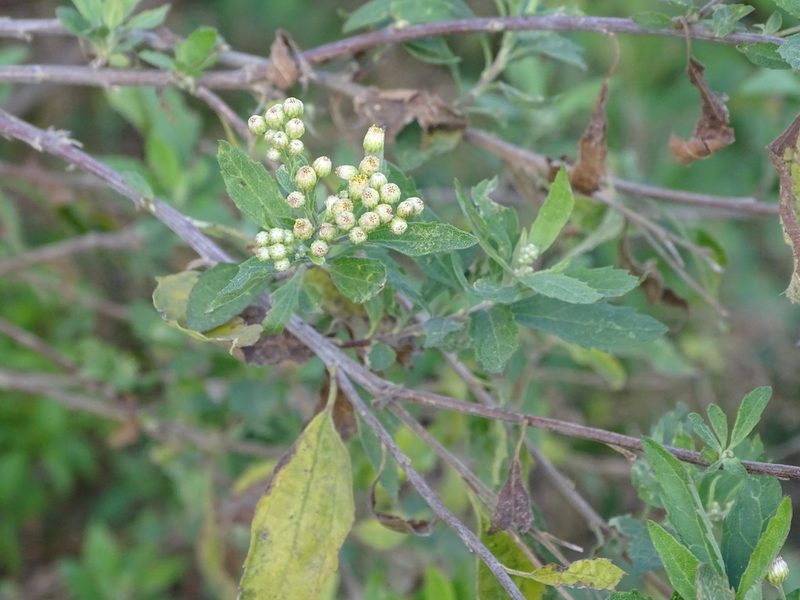 Nidorella ivifolia, photographed by Shaun Swanepoel