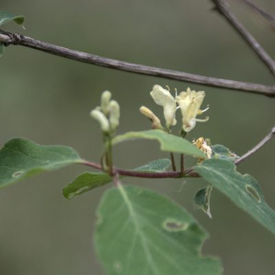 Lonicera xylosteum, photographed by Иван Шихалев