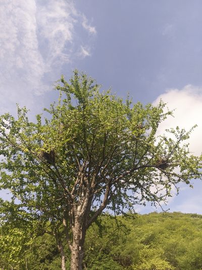 Leuenbergeria guamacho, photographed by Jorge I. Merchán Mayorga