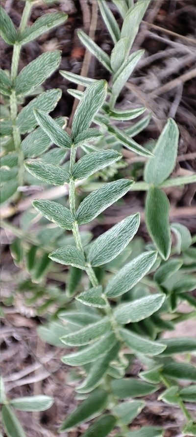 Astragalus neokarelinianus, photographed by Elio Oblomoff