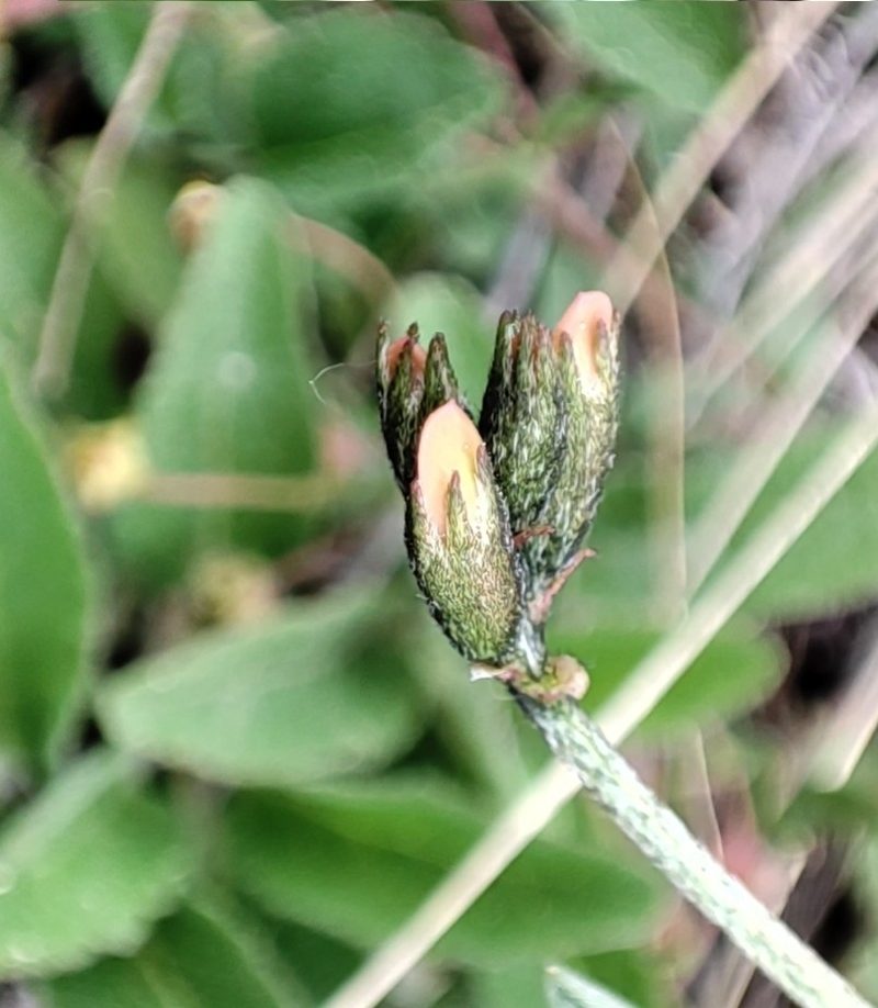 Astragalus neokarelinianus, photographed by Elio Oblomoff