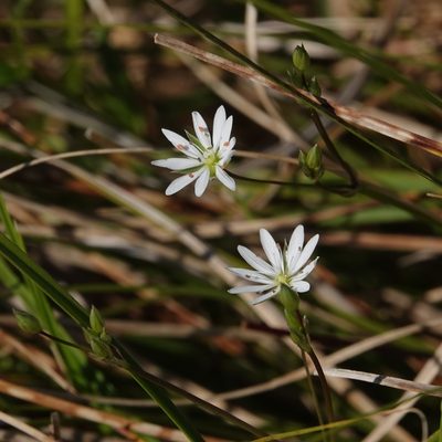 Stellaria graminea, photographed by Jais Knudsen