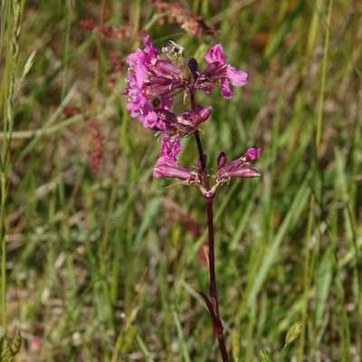 Viscaria vulgaris, photographed by Jais Knudsen