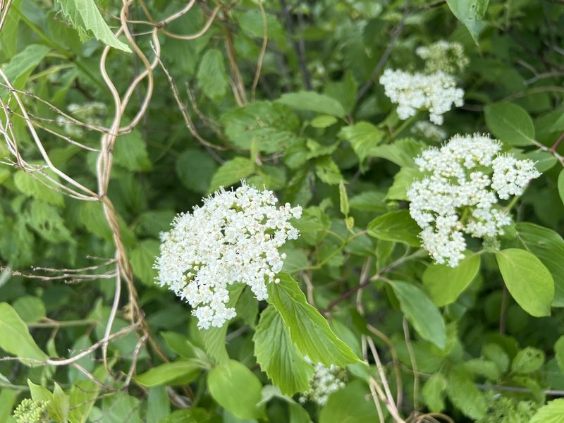 Viburnum recognitum, photographed by Jim Bennett