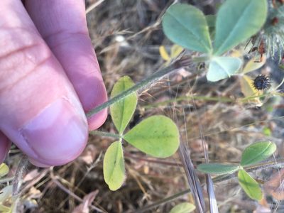 Trifolium hirtum, photographed by Katie McCoy