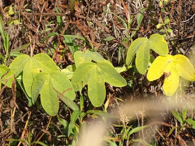 Passiflora subpeltata, photographed by Shaun Swanepoel