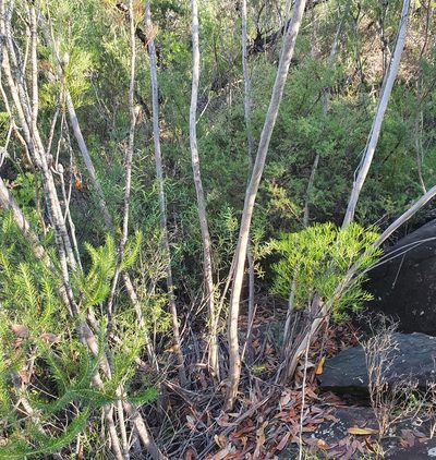 Eucalyptus multicaulis, photographed by ronavery