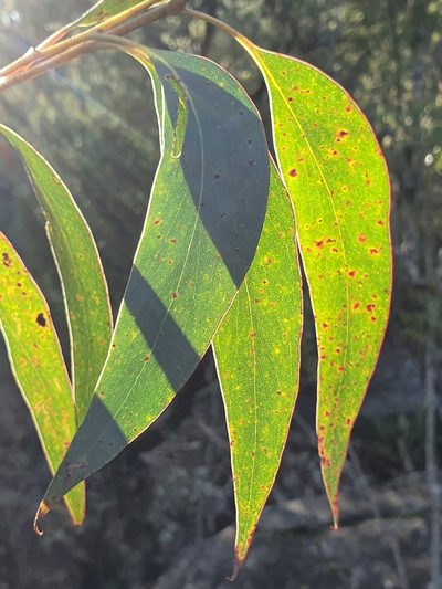 Eucalyptus multicaulis, photographed by ronavery