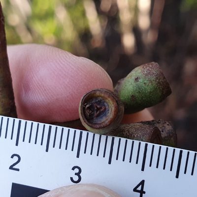Eucalyptus multicaulis, photographed by ronavery