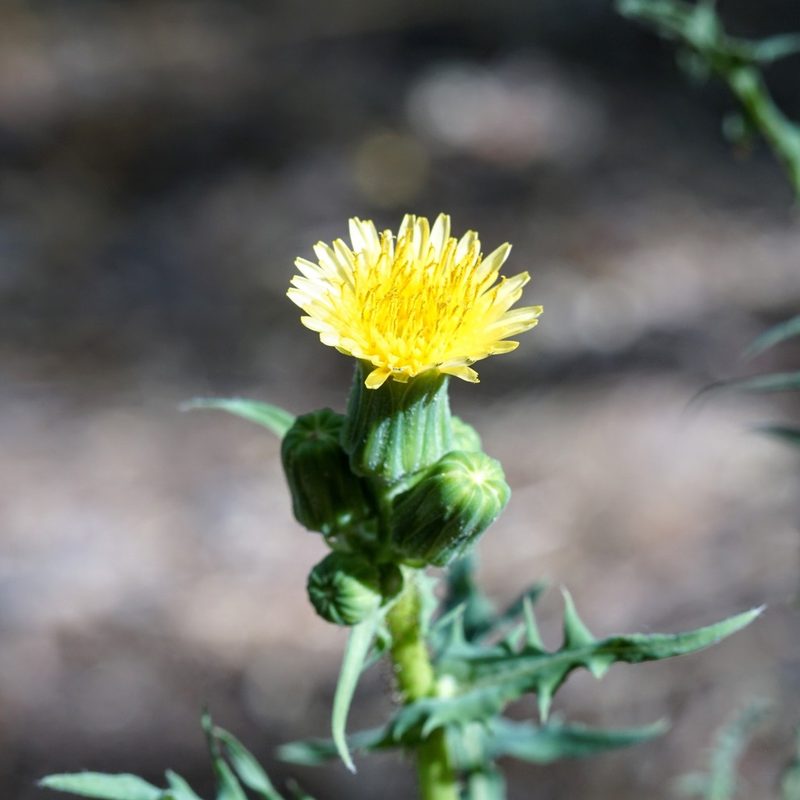 Sonchus oleraceus, photographed by Andrew Tree