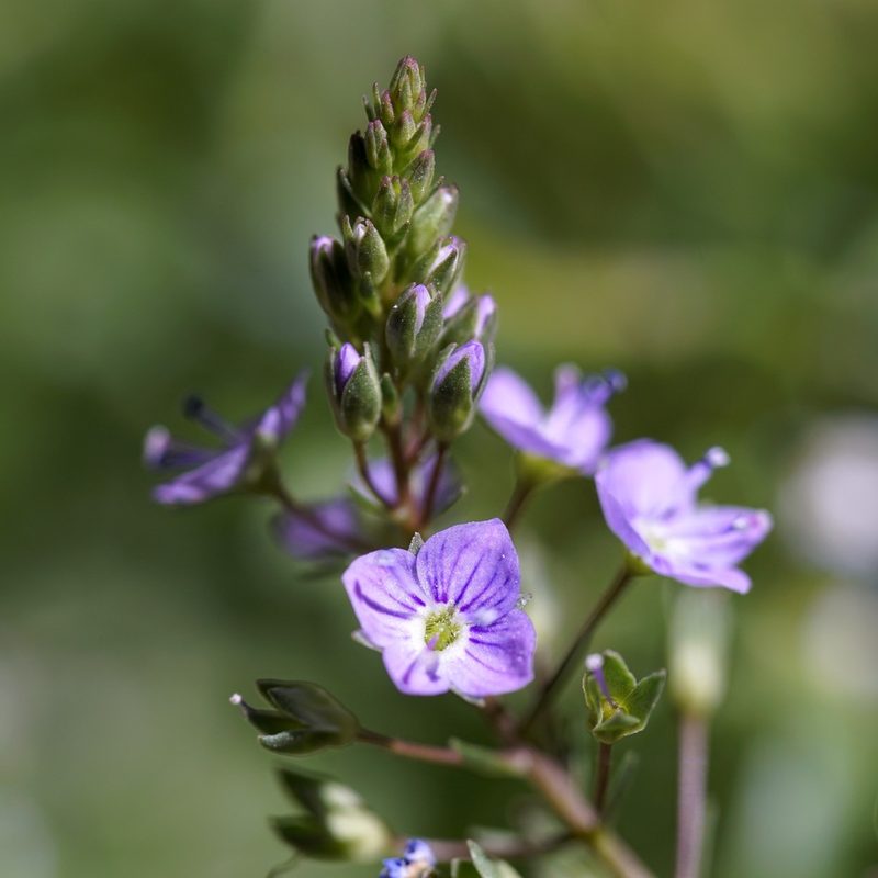 Veronica anagallis-aquatica, photographed by Andrew Tree