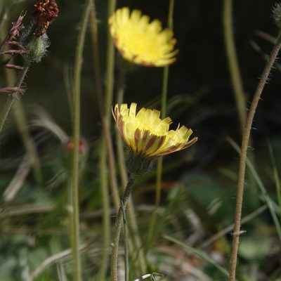 Pilosella officinarum, photographed by Jais Knudsen