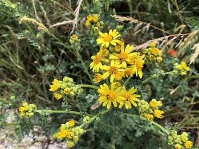 Jacobaea vulgaris, photographed by Jason Grant