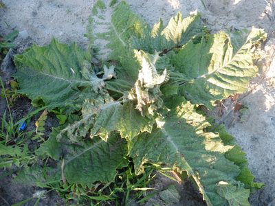 Onopordum acanthium, photographed by Силаева Татьяна Борисовна