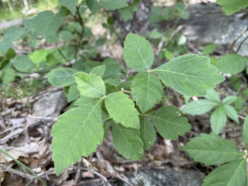 Rhus aromatica, photographed by Carol Ann McCormick