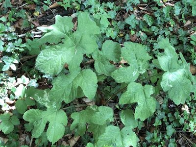 Heracleum sphondylium, photographed by Jason Grant