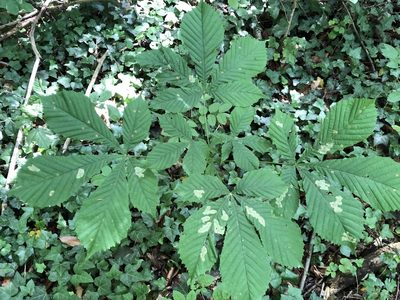 Aesculus hippocastanum
