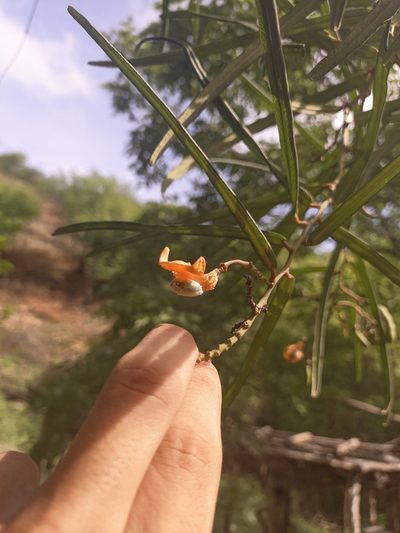 Morisonia linearis, photographed by Jorge I. Merchán Mayorga