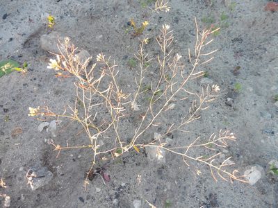 Arabidopsis thaliana, photographed by Силаева Татьяна Борисовна