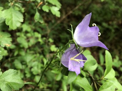 Campanula persicifolia, photographed by Jason Grant