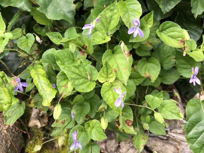 Viola reichenbachiana, photographed by Jason Grant