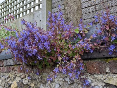 Campanula poscharskyana, photographed by Piermario Maculan