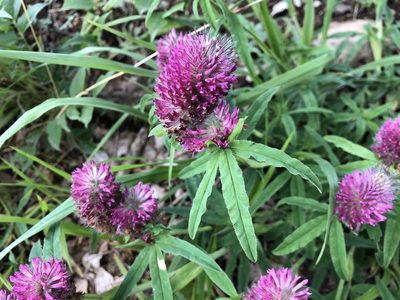 Trifolium rubens, photographed by Jason Grant
