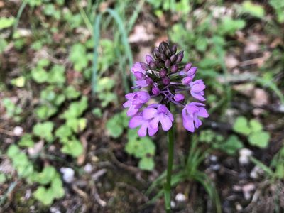 Anacamptis pyramidalis, photographed by Jason Grant